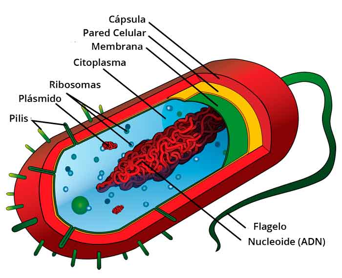 Célula Procariota