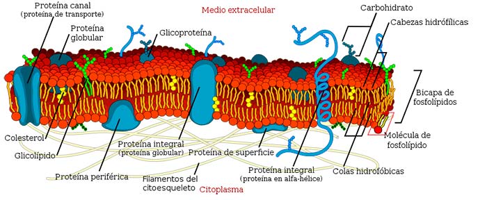 Membrana Celular