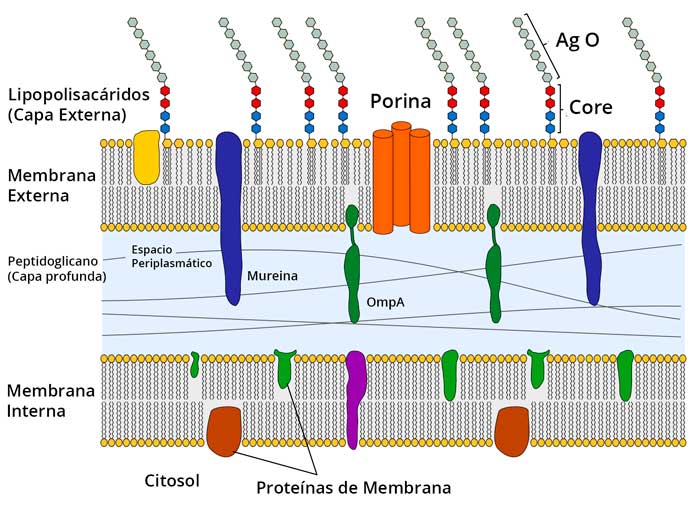 Pared Celular Gramnegativas