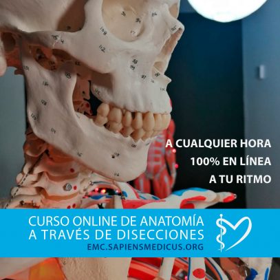 Curso de Anatomía a Través de Disecciones - Imagen 2