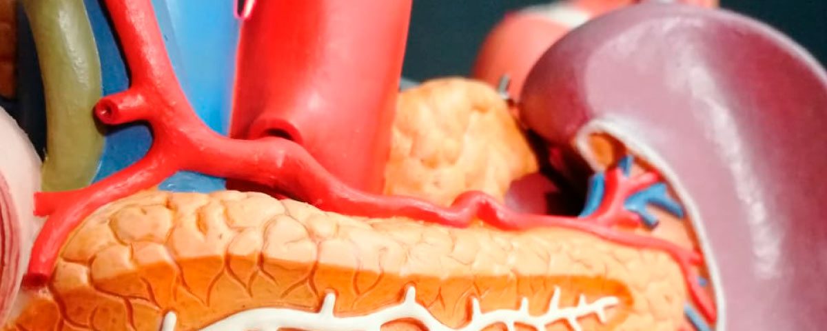 Anatomía a Través de Disecciones