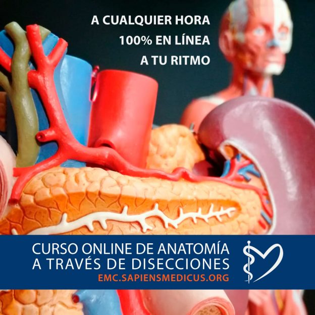 Curso de Anatomía