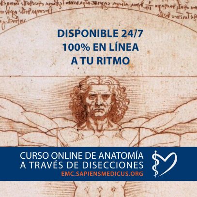 Curso de Anatomía a Través de Disecciones - Imagen 3