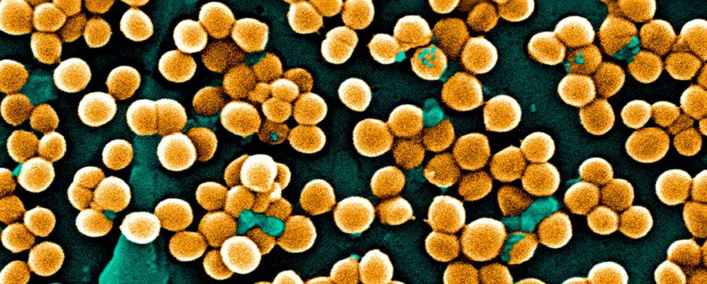 Bacterias
